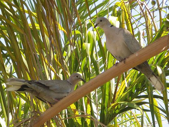 Doves