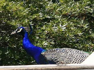 moms-peacock.jpg
