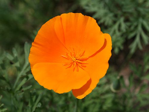 California Poppy