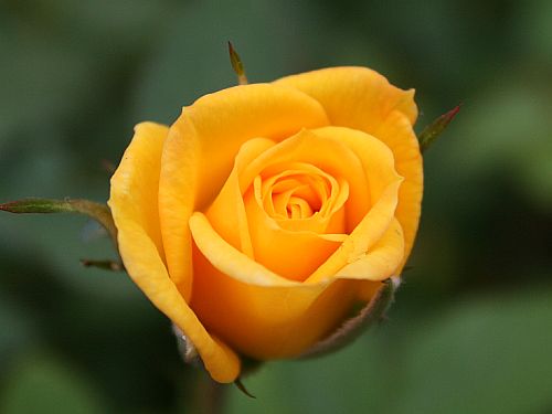 yellow-rose.jpg