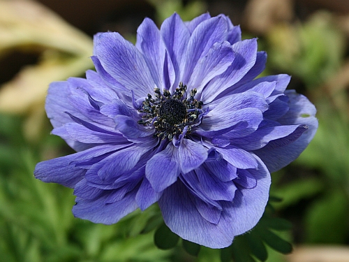 blue-anemone.jpg