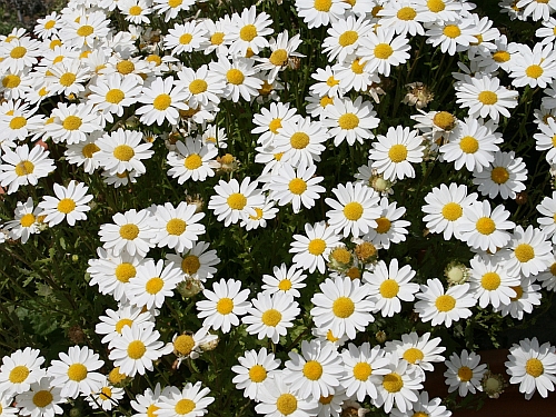 spring daisies