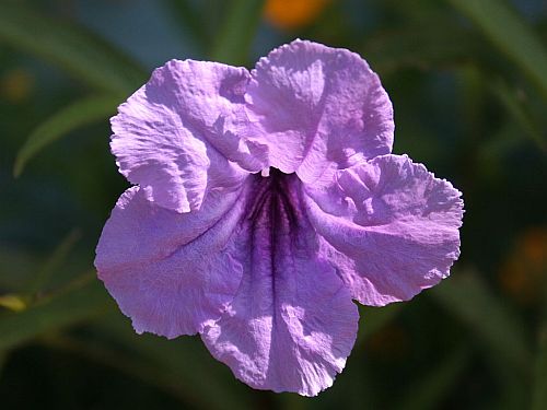 flower-purple.jpg