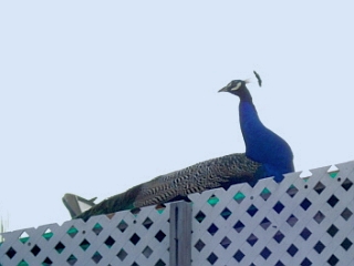 peacock-bb.jpg
