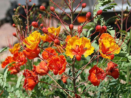 pride of Barbados