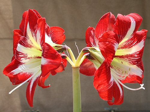 quad-amaryllis.jpg