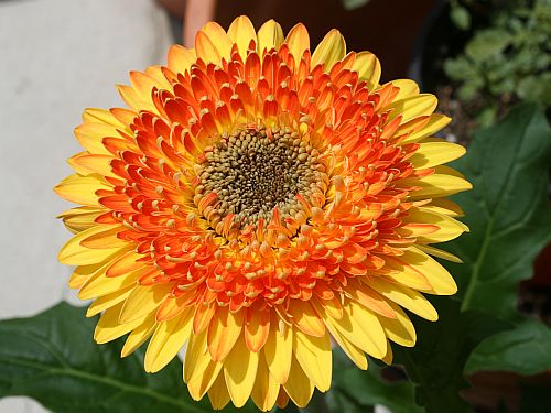 Bulk+gerbera+daisies+flowers