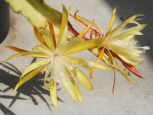 two epiphyllum flowers