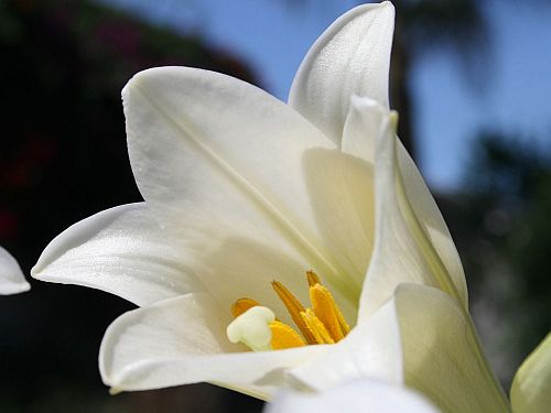 Easter Lily
