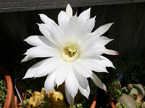 easter-lily-cactus.jpg