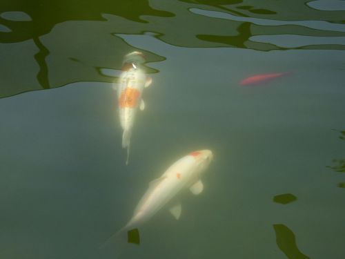 Koi in the pond