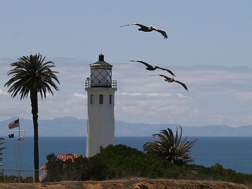 California Brown Pelicans and Point Vicente Light