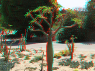 madagascar-palm.png