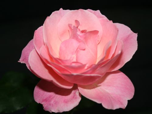 Mom’s pink rose
