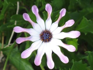 whirligig-daisy.jpg