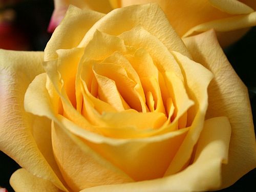 I have a dozen of these beautiful yellow roses in the vase this week.