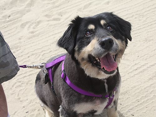 beach-bear.jpg