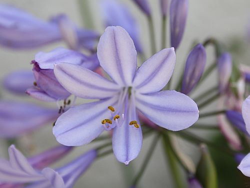 lily-nile.jpg