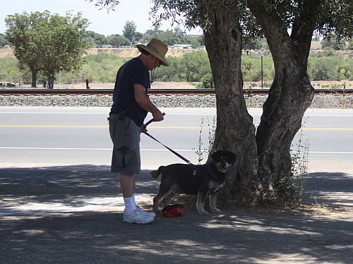 puppy-walk.jpg