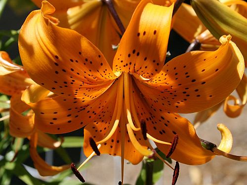 tiger-lily.jpg