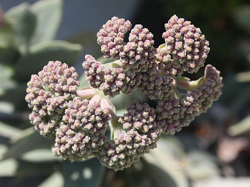 crassula.jpg