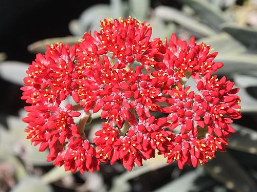 crassula1.jpg