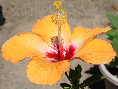 hibiscus.jpg