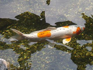koi