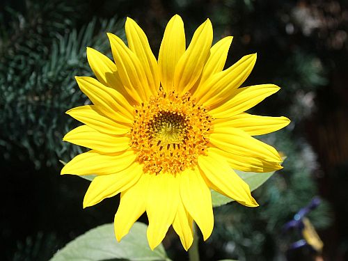 moms-sunflower.jpg