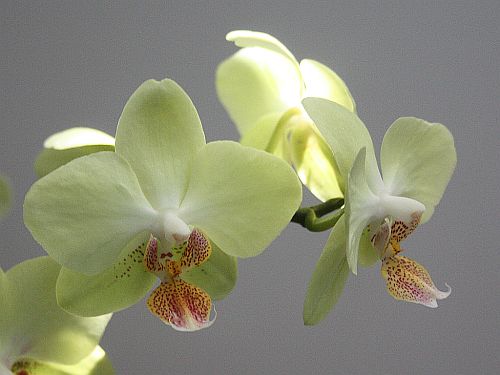 phalaenopsis.jpg