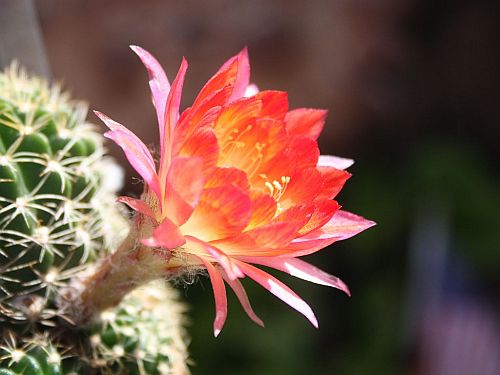 rainbow-cactus.jpg