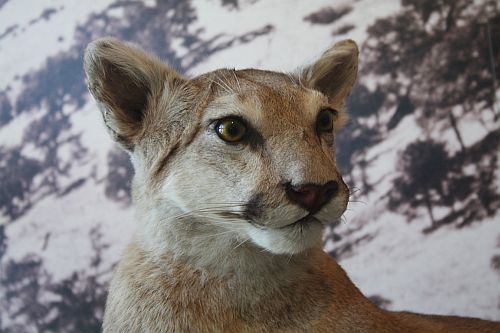 cougar.jpg