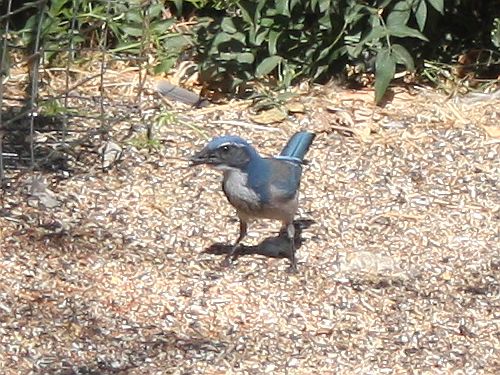 scrub-jay.jpg
