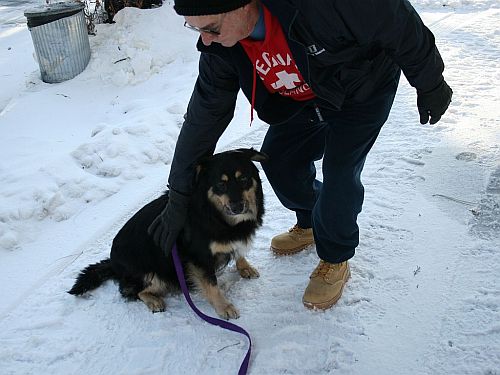 snow-dog.jpg