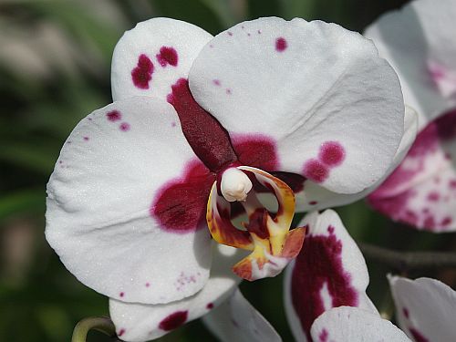 spotted-p-orchid.jpg