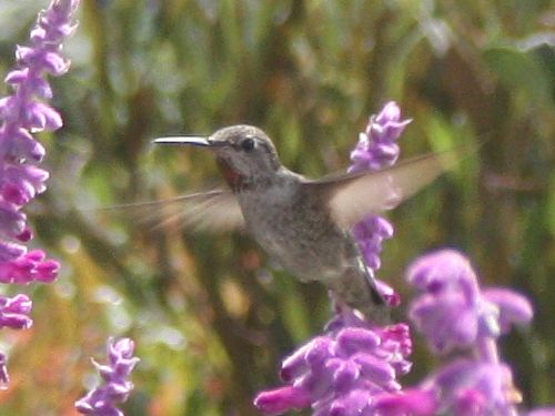 hummingbird.jpg