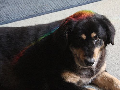 rainbow-dog.jpg