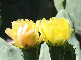 yellow-cactus-flower.jpg