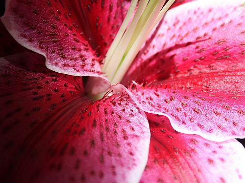 close up lilies