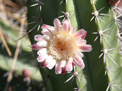 cactus-flower.jpg