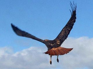 hawk.jpg