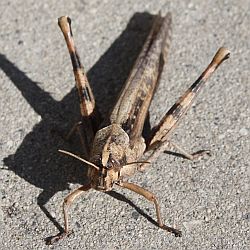 locust.jpg