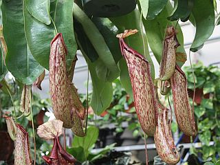 pitcher-plant.jpg