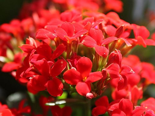 red-kalanchoe.jpg