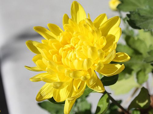 yellow-mum.jpg