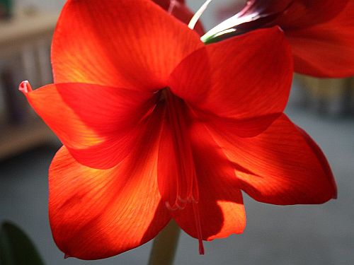 backlit-amaryllis.jpg