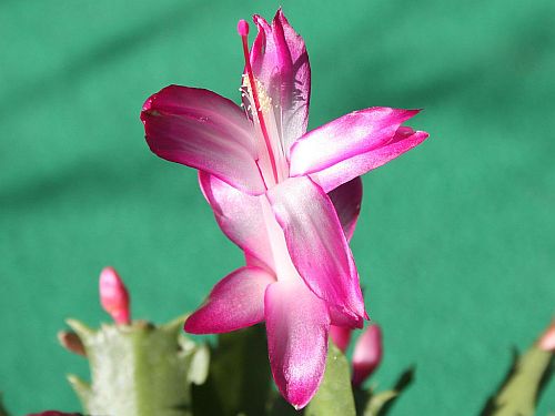 christmas-cactus.jpg