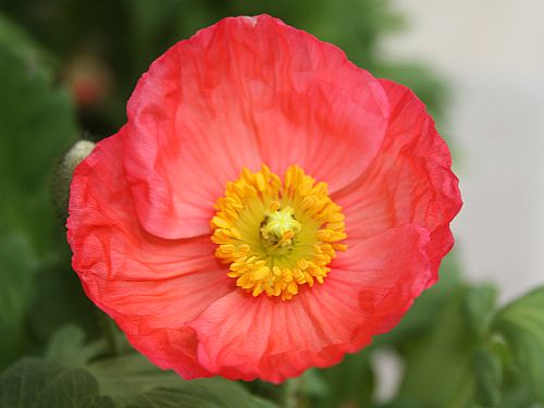 iceland-poppy.jpg
