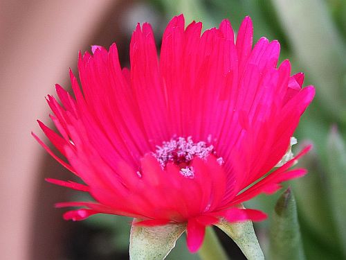 iceplant-red.jpg