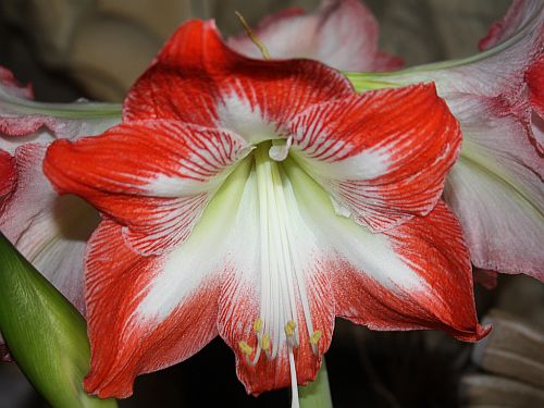 moms-amaryllis.jpg